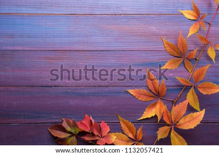 Branch of colorful autumn leaves  (Virginia creeper) on wooden board. 