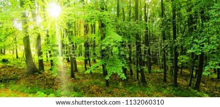 Beech trees forest at spring daylight, sun rays, green leafs,  broad leaf trees. Relaxing nature,sunshine. High resolution panoramic photo.Czech Republic,Europe.
