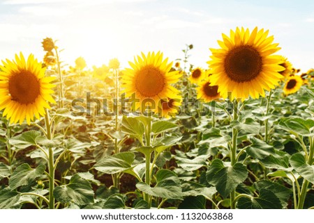 Large and beautiful Sunflower close-up, field with sunflowers, beautiful landscape