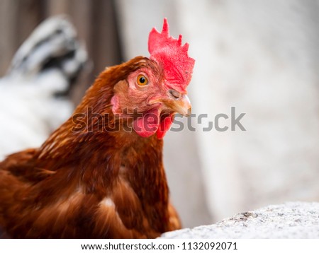 chicken looking inquisitively