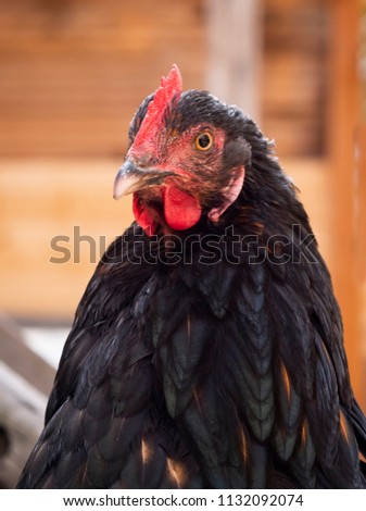 curious black organic chicken with red crest