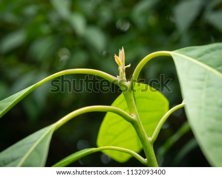 avocado offspring budded green leaves