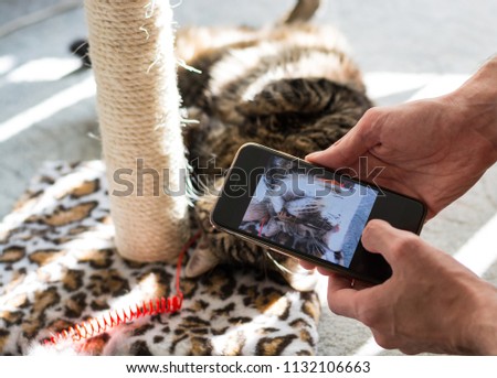 Portrait of a cat in a smartphone. The cat is lying on a rug in the sunshine