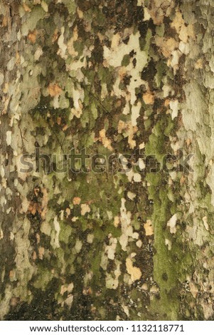 Background texture of a camouflage Sycamore tree. Plane tree trunk bark close up. Wood bark with camouflage texture 