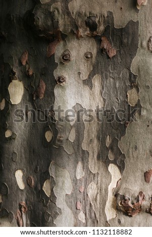 Background texture of a camouflage Sycamore tree. Plane tree trunk bark close up. Wood bark with camouflage texture 