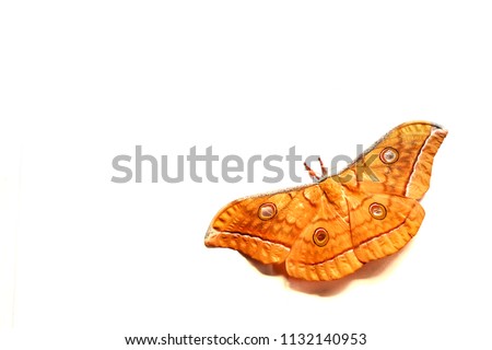 Yellow Tussah Moths night butterfly isolate on white background, can be used for display or nature background concept. Copy space for your text or design.