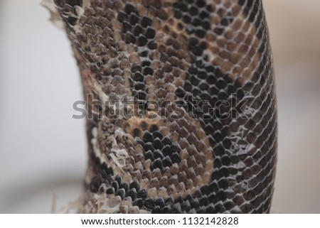 nature macro close up - structure of a alive big python snake brown and black skin, with some skin shedding, with natural light in The Gambia, Africa on a snake farm