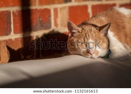 Ginger cat and its shadow onto a brick wall in the warm sunlight from a window