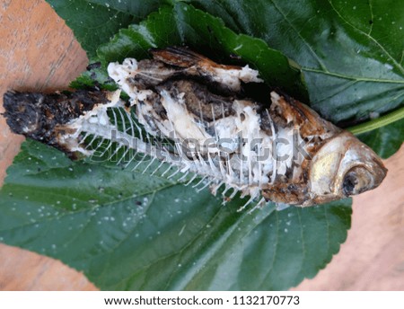 Grilled fish isolated on green leafy background.
