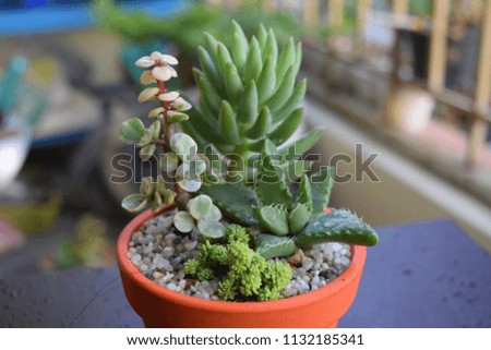 mixture of colorful small succulent in red terracotta plants pot for small garden business 