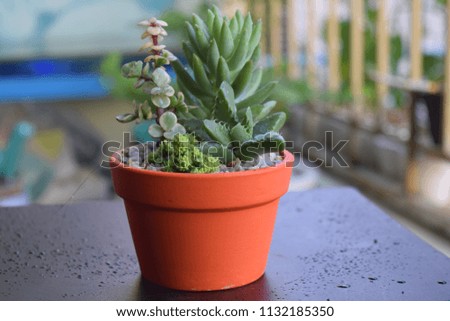 mixture of colorful small succulent in red terracotta plants pot for small garden business 