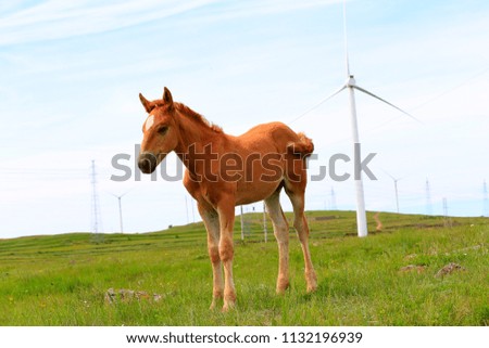 A horse is on the grass