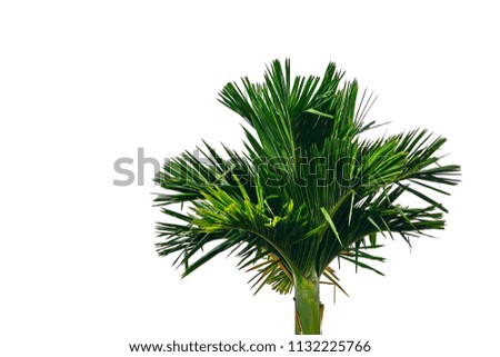 Green Palm tree  on white background