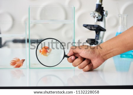 Hand of Asian Man Hold Magnification Glass to See Fancy Gold Fish in Glass Tank on White Table Surround with Fighting Fish, Micro Scope and Conical Flask with Blue Substance 