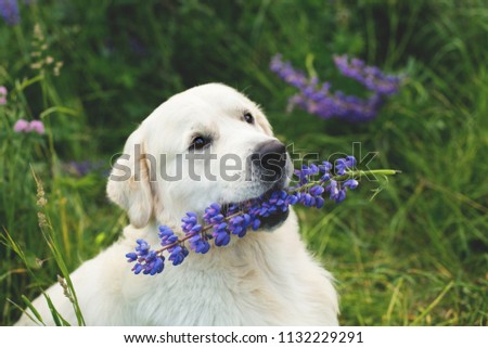 Profile portrait of lovely golden retriever dog with flowers in the mouth sitting in the green grass and violet lupinus in summer
