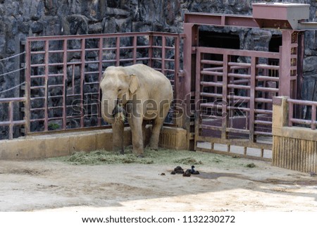 Asian elephants are in the zoo.