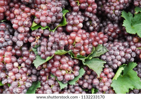 Grape wine background.