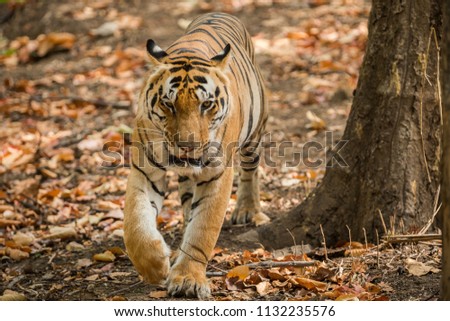 A dominant male tiger from Kanha National Park