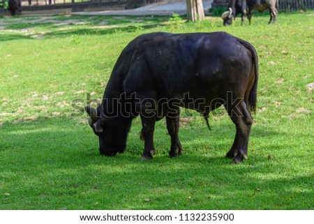 African buffalo eating in the zoo