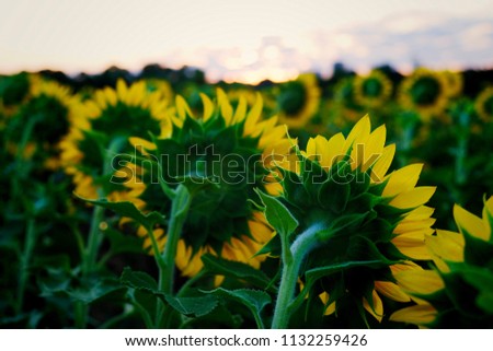 From behind view of the sunflowers which are all facing the rising sun at Dorothea Dix Park in Raleigh North Carolina