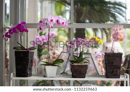 Phalaenopsis orchid in the ceramic vase this is beautiful orchid for any decorate to create felling fresh Royalty-Free Stock Photo #1132259663