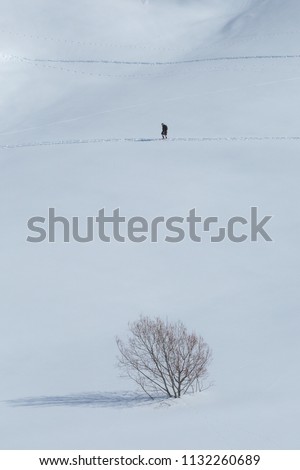 Tourist   crossing the downhill over the alone tree . Alps, France, Bessans