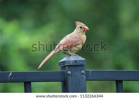 Female northern cardinal songbird bird perched on fence post. 
