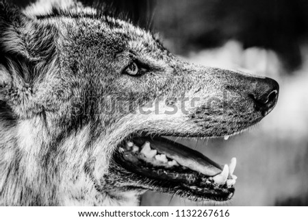 Black and white portrait of a wolf 