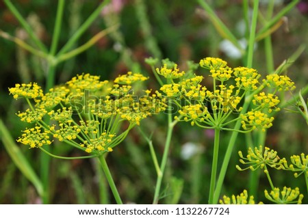 close-up of umbels of fennel, foeniculum vulgare, flowering in meadow Royalty-Free Stock Photo #1132267724