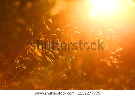 Autumn  grass in golden tones.Autumn floral nature background In warm seasonal colors.sunrise on the meadow.Meadow grass background in the morning sun rays. Autumn field background.