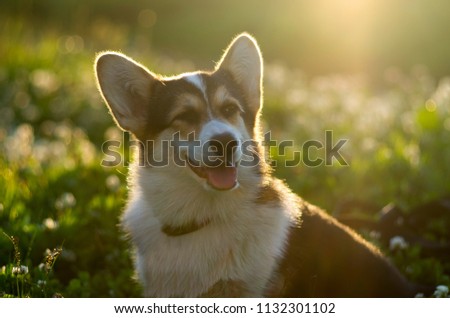 Welsh corgi pembroke dog smilling and winking, contrast summer light, bokeh Royalty-Free Stock Photo #1132301102