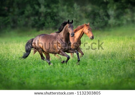 Horses free run in green meadow 