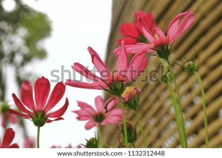 beautiful cosmos flower with bamboo background