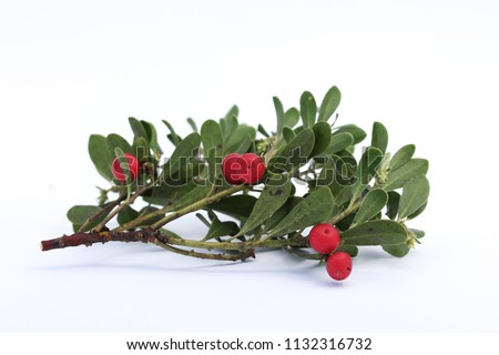 Bearberry (Arctostaphylos uva-ursi) isolated on white. Royalty-Free Stock Photo #1132316732