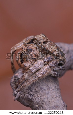 macro image of a Broad-headed bark spider - Caerostris sp.