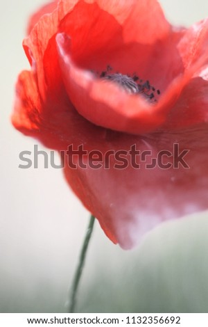 Tender poppy flower close up. Mild focus.