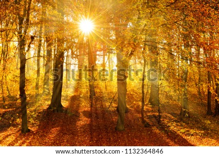 Forest of Deciduous Trees in Autumn, Sunbeams through Fog, Leafs Changing Colour