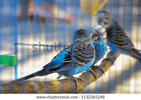 Gray blue parrots in a cage