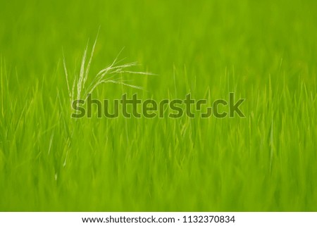 Close up of ear paddy rice ,green paddy rice in the rice field.