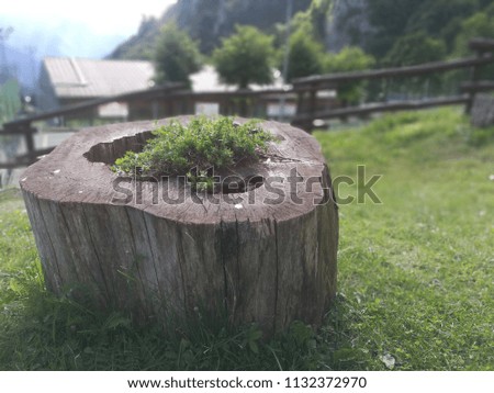 Tree Trunk with Beautiful Mountain Background in Shallow Depth of Field