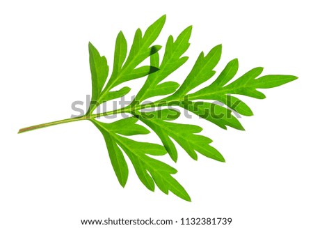  Green Leaf Mexican Aster on  white background