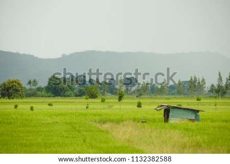 Landscape of growing green rice field in wide area with Mountain and white sky background.