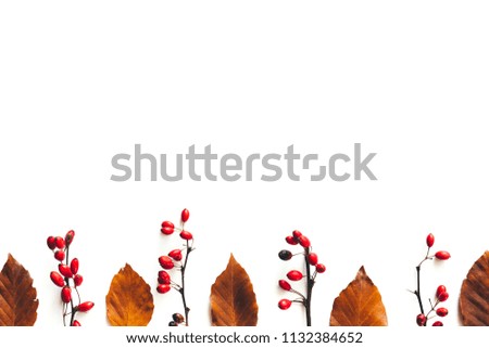 Autumn background with brown leaves and red berries on white background. Copy space.
