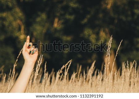 The arms are stretched up in the field of spikelets. Wheat field. stretch to the sky palms. on a background of nature. hands in spikelets. Earth Day. harvest. bread and beer grain. summer photo