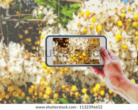 Hand of tourist taking a photo of beautiful white and yellow flowers with Smartphone | Blurred background | Natural Travel illustration concept