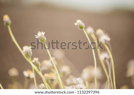 Close-up Grass flower (Selective focus)