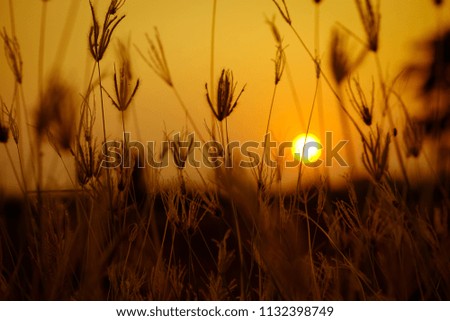 Silhouette Grass flower ,Sunset time