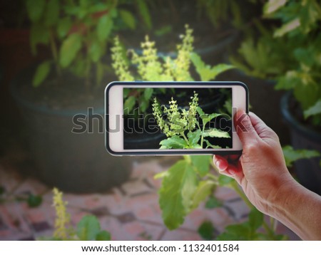 Hand of tourist taking a photo of holy basil flowers growing with Smartphone | Blurred background | Organic vegetables plant illustration concept