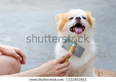 Young woman brushing her dog
