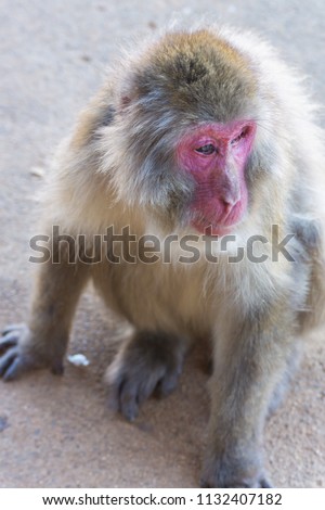 Native Japanese macaque Macaca fuscata with brown-grey fur, red face, and short tail; known as the snow monkey, seen in the famous monkey park located on the Arashiyama mountain near Kyoto, Japan
